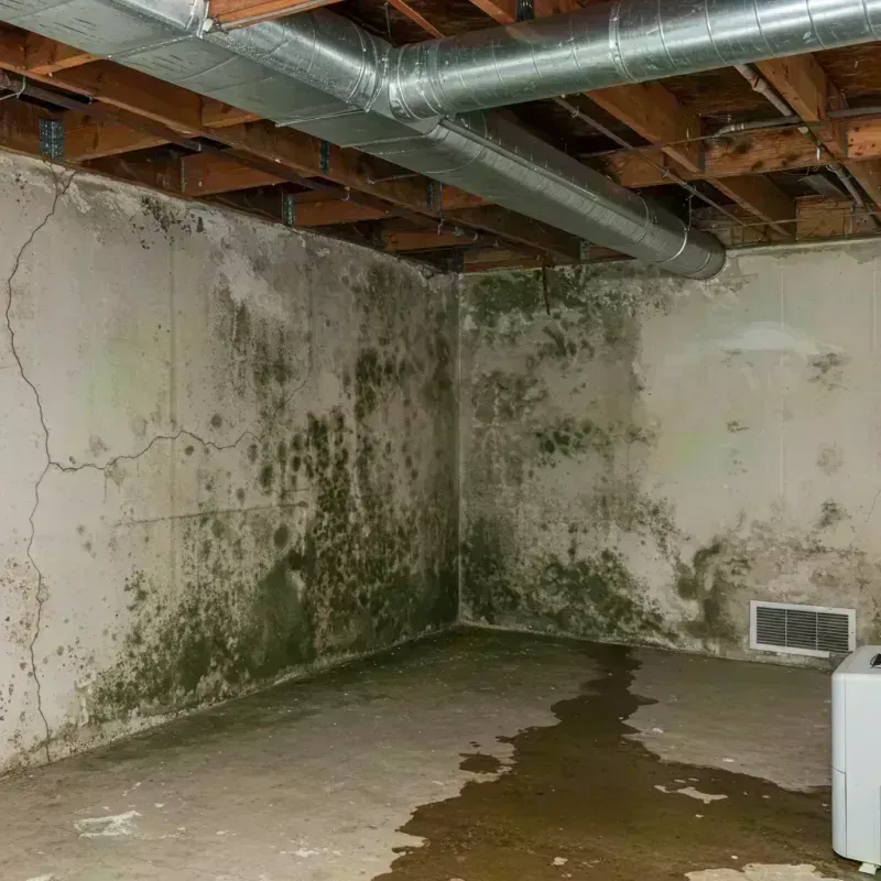 Professional Mold Removal in Warrenville, IL